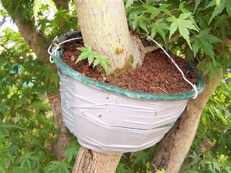 13 best images about Air layering fruit trees on Pinterest