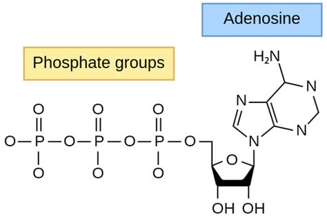 ATP - Labster