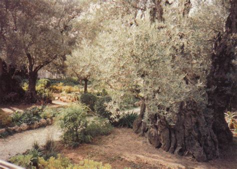 present day garden of gethsemane - Jesus Photo (26923609) - Fanpop