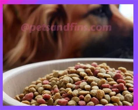 Is Grain-free Dog Food Good For Dogs? | 7 Health Concerns