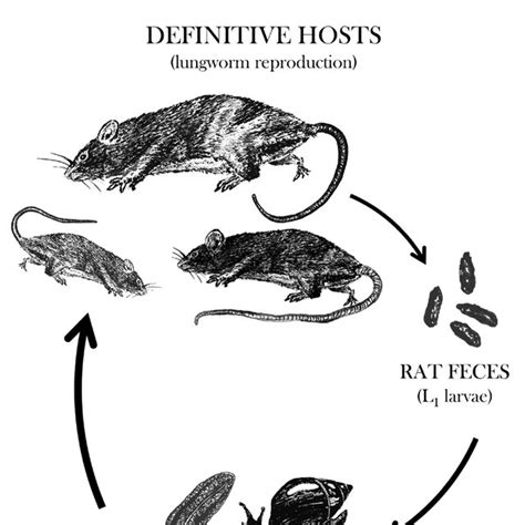 The life cycle of the rat lungworm (Angiostrongylus cantonensis) in ...