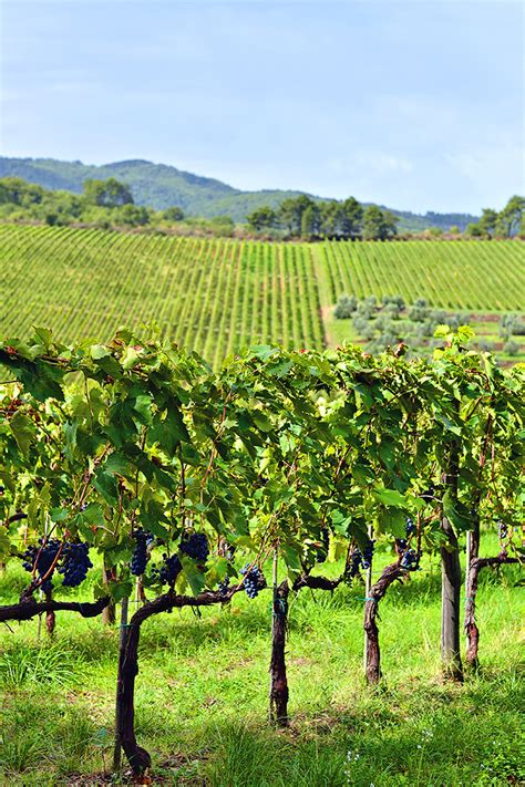 History In High Heels: Grape Picking in Tuscany: Podere Il Carnasciale