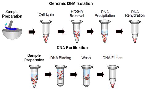 Dual-System Plant DNA Isolation Kit (100 rxn) - FairBiotech-Treat the ...