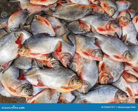 Pile of Pacu Roopchandi Fish on Ground in Indian Fish Market Pygocentrus Piraya Red Belied ...