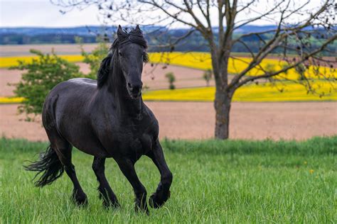 Free download Premium Photo Black friesian horse runs gallop [2000x1334 ...