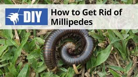 Millipede Infestation