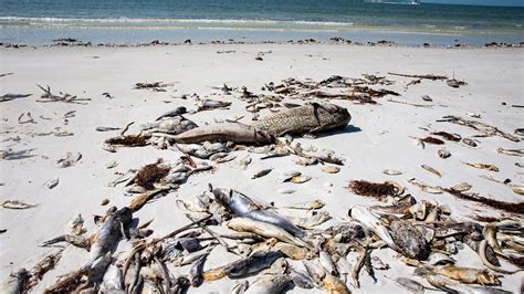 Red tide Florida: Fort Myers Beach removes 10 tons of dead fish