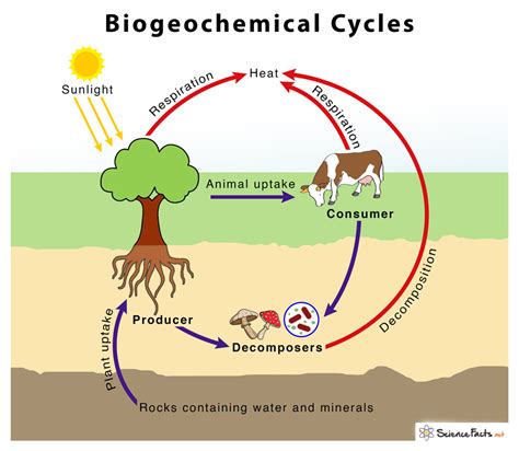 Biogeochemical Cycles: Definition, Types, Examples & Importance