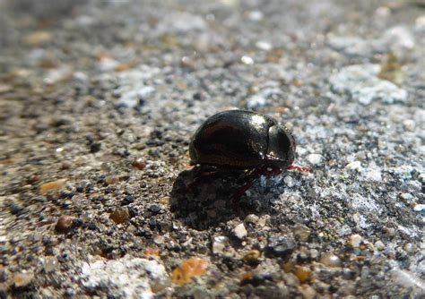 Beetle – Ben's Nature Blog