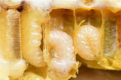 Larva Honey Bee in Beehive. Stock Photo - Image of beehive, farming ...