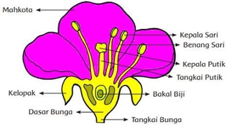 Bagian Bagian Bunga Lengkap Beserta Fungsinya Mouse - IMAGESEE