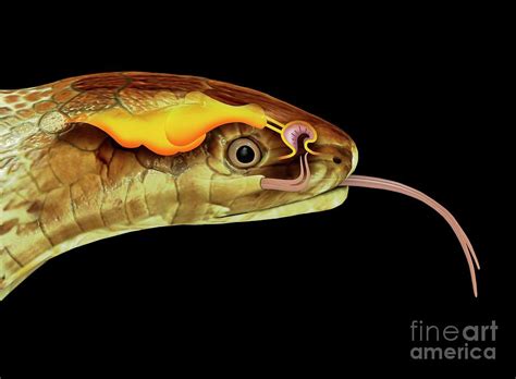 Snake Head And Tongue Anatomy Photograph by Mikkel Juul Jensen/science ...