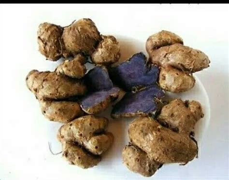 Ginger Seeds - Wholesale Price & Mandi Rate for Ginger Plant Seeds in India