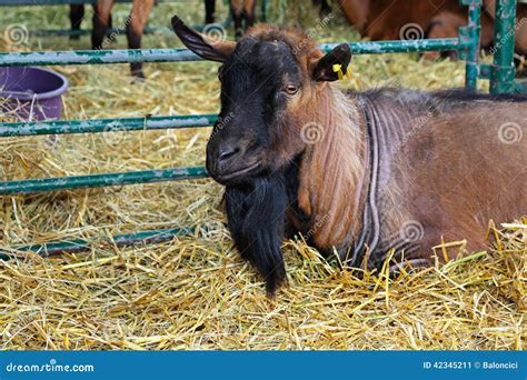 Buck goat stock image. Image of enclosure, farm, animal - 42345211