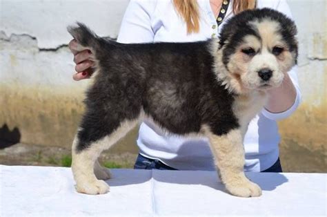 Central Asian Shepherd Puppies For Sale | St. Louis, MO #224839