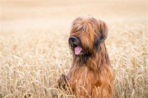 What To Feed Your Briard? Diets and Feeding Methods For Your Dog