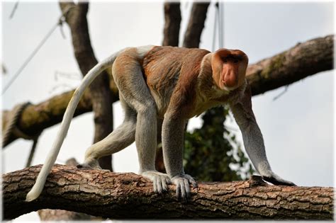 Gambar : alam, margasatwa, taman, binatang menyusui, fauna, uskup agung ...