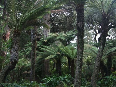 Jurassic Ferns