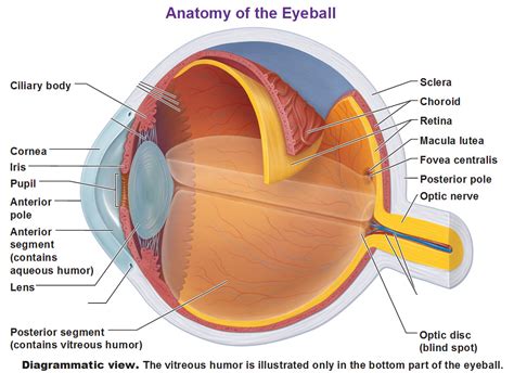 Anatomy Of Retina Layers