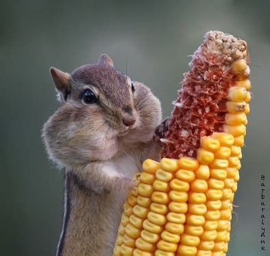 Squirrel eating deer-corn | Cuteness | Pinterest