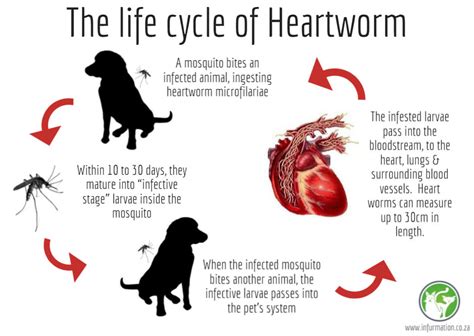 Breaking the Heartworm Disease Cycle | Infurmation