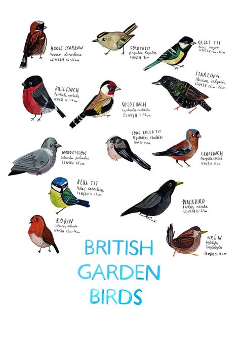 A3 British Garden Birds Poster - Etsy | 動物, ヴィンテージラベル