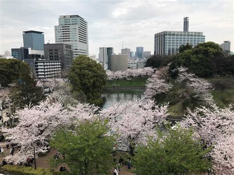 New Crowdfunding for Saving Chidorigafuchi's Cherry Blossom Trees - How You Can Help | JAPAN Forward