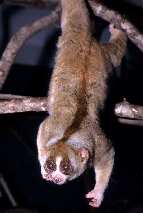 Sunda Slow Loris | The Animal Facts | Appearance, Diet, Habitat, Lifespan