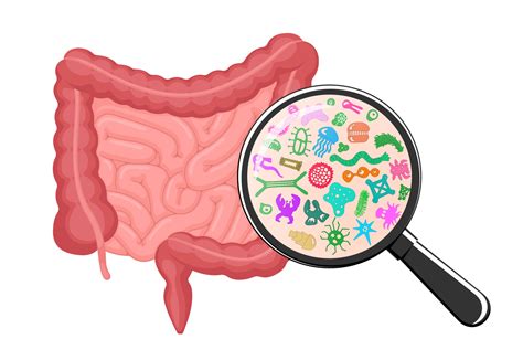 Intestines microscopic bacterias magnification. Human intestine ...