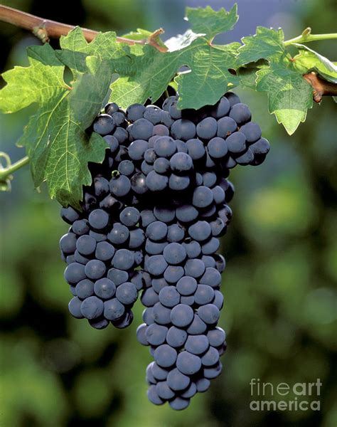 Zinfandel Wine Grapes Photograph by Craig Lovell - Fine Art America