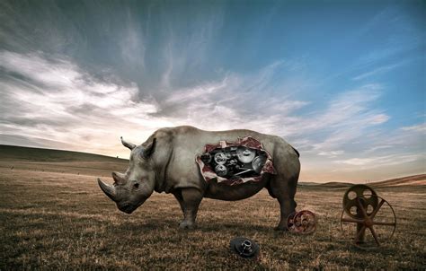 Rhino Wallpapers - 4k, HD Rhino Backgrounds on WallpaperBat