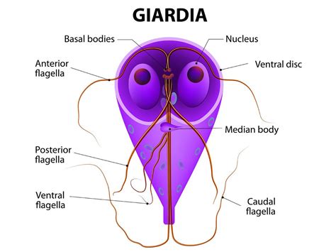 Giardiasis Causes, Symptoms, Prevention, Diagnosis, Treatment