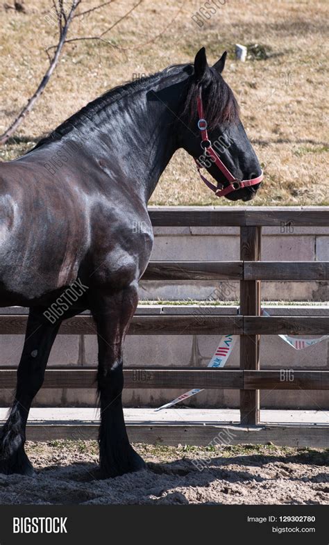 Running Black Friesian Image & Photo (Free Trial) | Bigstock