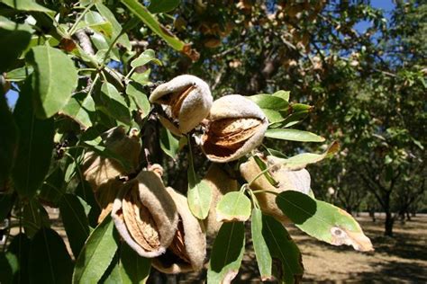 Almond Acreage Decline Prompts Industry Introspection | West Coast Nut