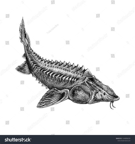 Kaluga Fish Graphic Drawing Stock Illustration 1240896535 | Shutterstock