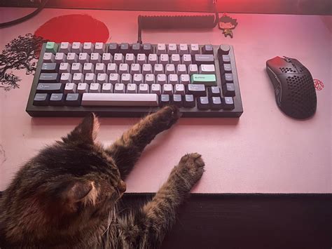 My first cat and first custom keyboard : MechanicalKeyboards