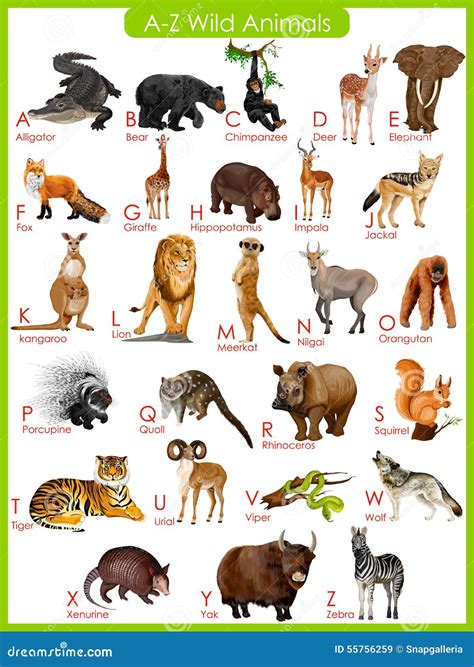 Chart of a To Z Wild Animals Stock Vector - Illustration of editable, animal: 55756259