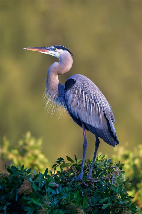 Great Blue Heron Perched Up High Fine Art Photo Print | Photos by Joseph C. Filer