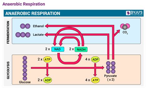 What are the end products of anaerobic respiration?