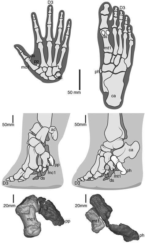 From Flat Foot to Fat Foot: Structure, Ontogeny, Function, and Evolution of Elephant “Sixth Toes ...