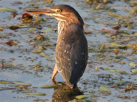 Green Heron - Project-Nature