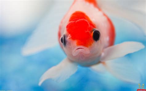 Cute Fish Wallpaper - WallpaperSafari