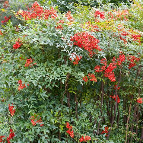 Nandina domestica - Heavenly Bamboo - Dobbies Garden Centres | Nandina plant, Plants, Evergreen ...