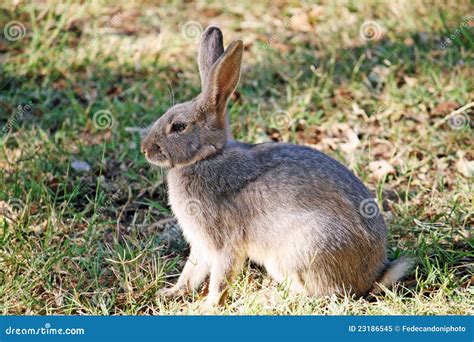 Brown Rabbit With Long Ears Royalty Free Stock Photo - Image: 23186545