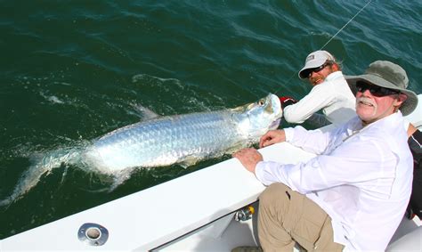 Mid-May 2014 Tarpon Fishing Report