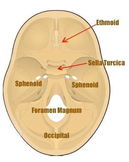 Pituitary Gland Location In Skull