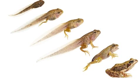 Do Frogs Come From Tadpoles? — The Nature Institute