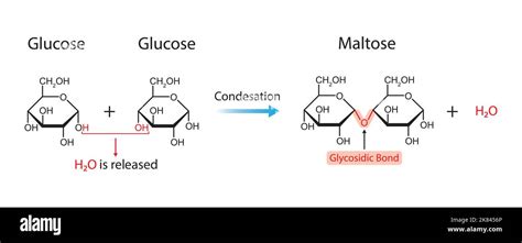 Maltose Formation. Glycosidic Bond Formation From Two molecules of ...