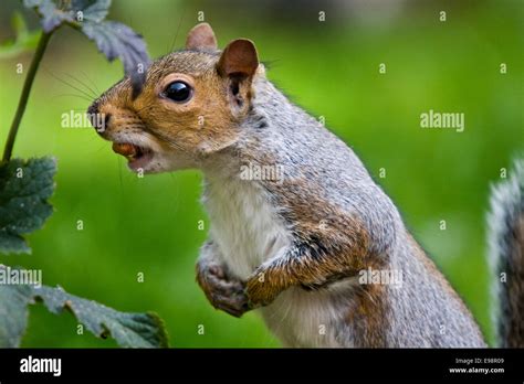 Grey Squirrel feeding Stock Photo - Alamy