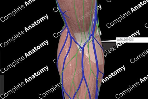 Median Cubital Vein | Complete Anatomy